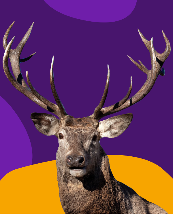 Wildlife Care Pharmacy Get Animal Meds Delivered Mixlab